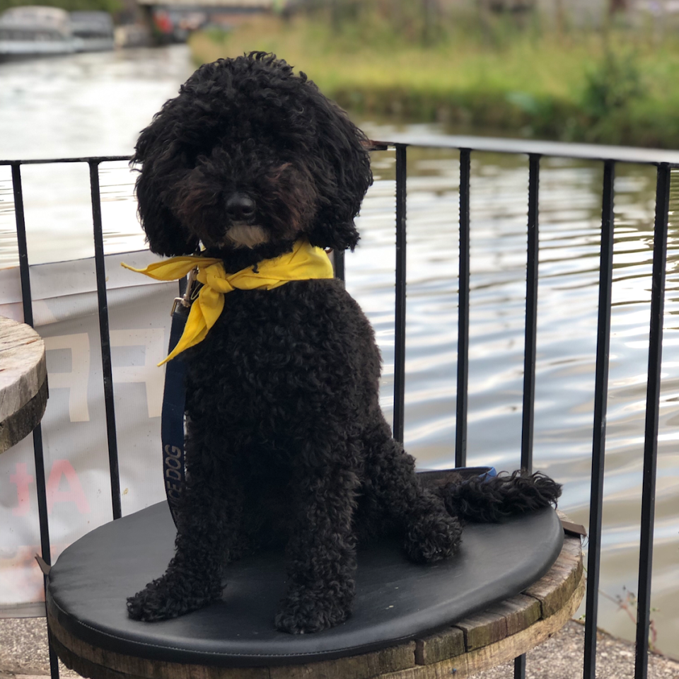 Assistance dog out in public by some water