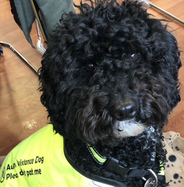 Ripley in her assistance dog jacket