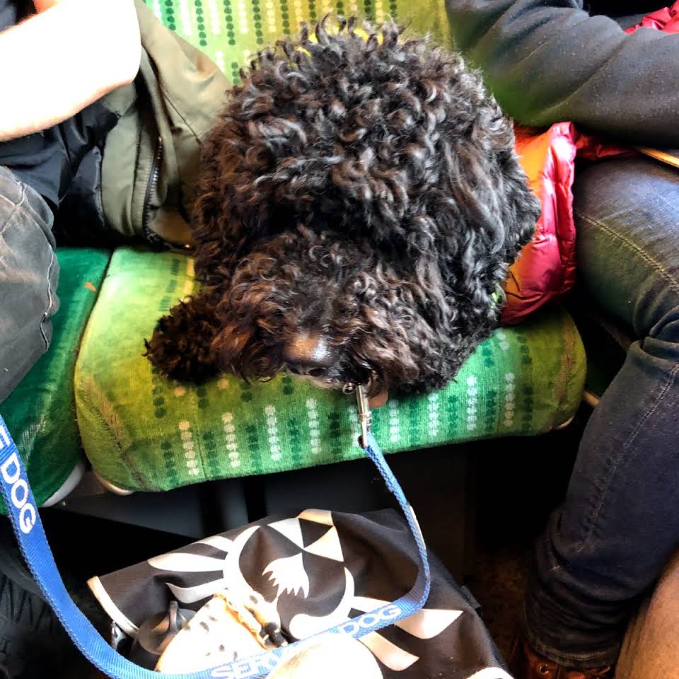 Assistance dog out and about on a train