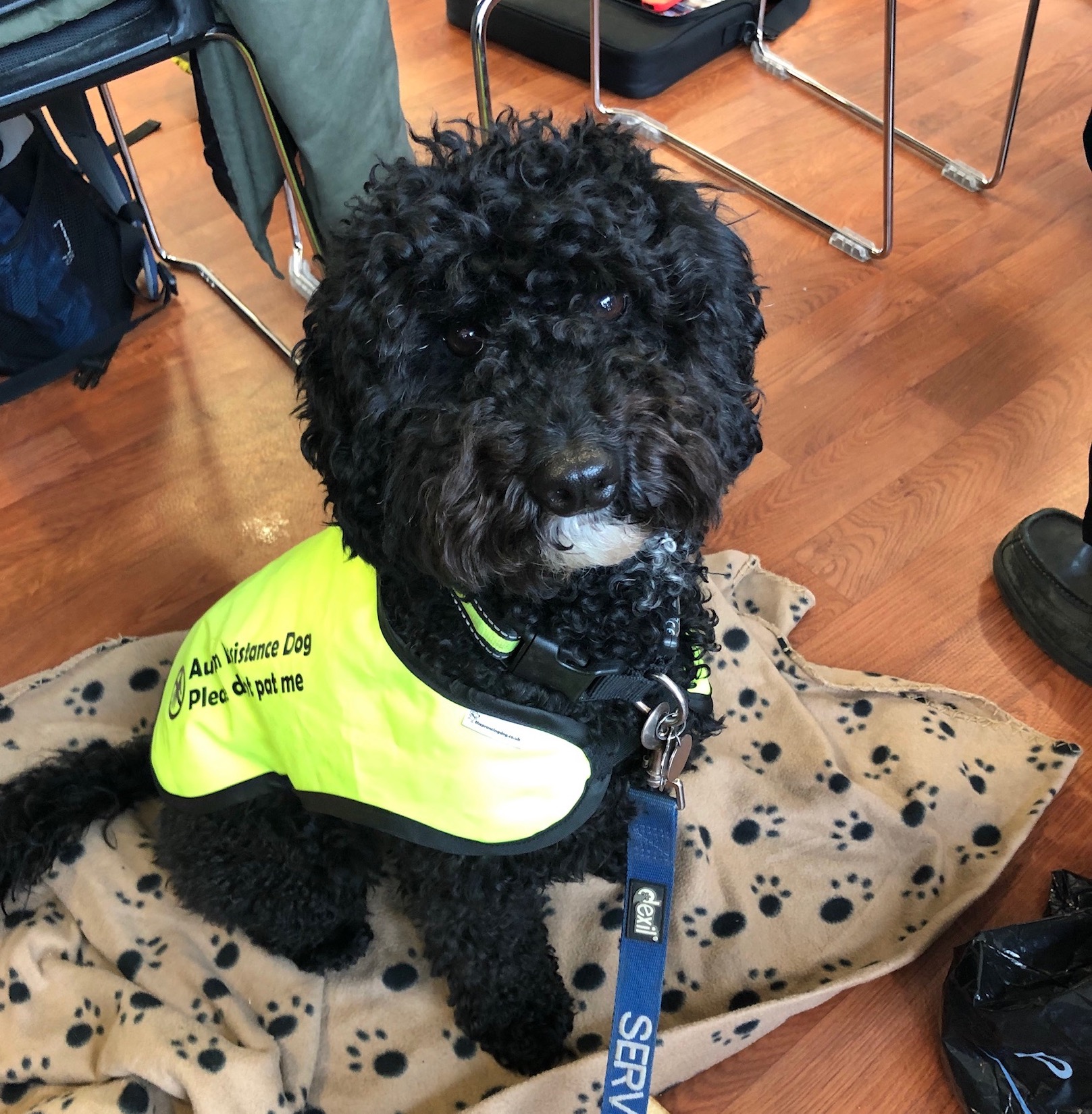 Ripley in her assitance dog jacket